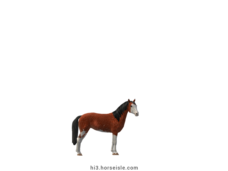 American Miniature Horse Red Wild Bay Sabino Coat